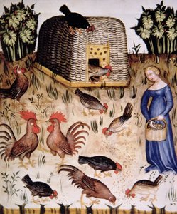 Allevamento di galli, illustrazione dal Tacuinum Sanitatis Codex Vindobonensis da Italian School